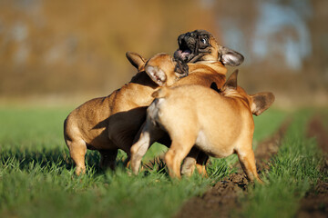 three happy french bulldog puppies playing together on a sunny meadow