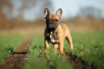 cute french bulldog puppy standing outdoors on a meadow