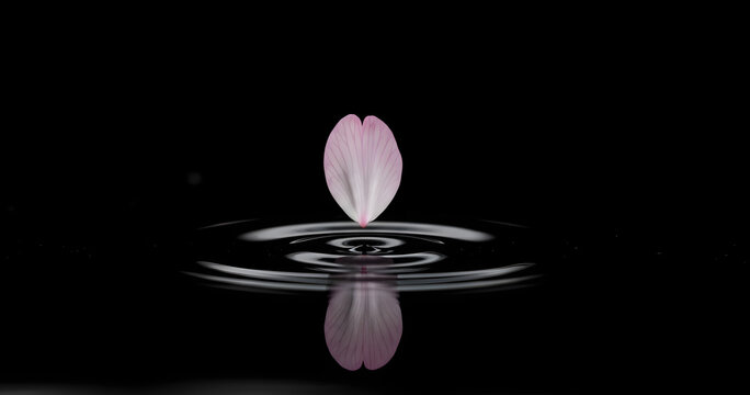 Delicate pink petal gently touches rippling water surface creating elegant concentric circles on black background