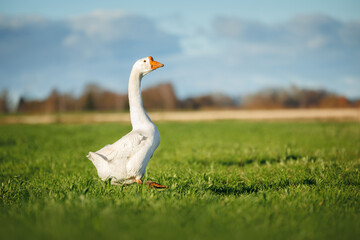 Chinese goose walking on a farm field