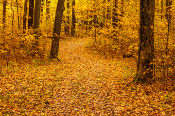 Fototapeta premium Hiking trail in late October within Pike Lake Unit, Kettle Moraine State Forest, Hartford, Wisconsin, with the surrounding woods a brilliant orange/yellow color on a windy morning.
