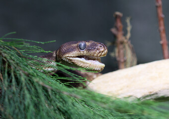 Rauschuppenpython - Rough-scaled python