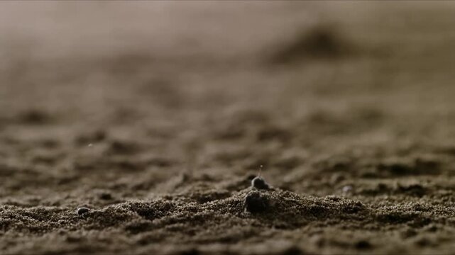 Soft Dirt with Seeds in Motion Falling Gently Captured in Stunning Reverse Perspective