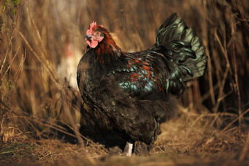 beautiful chicken walking outdoors in the sun