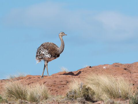 Ñandú petizo costa patagónica.