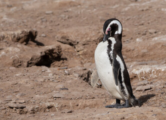 Fototapeta premium Pingüino de magallanes acicalándose