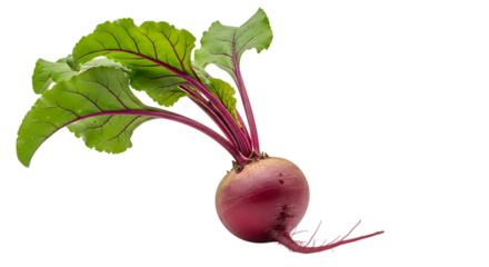 Freshly harvested vibrant red beetroot vegetable with green leaves and root still attached isolated on a stark black background studio shot