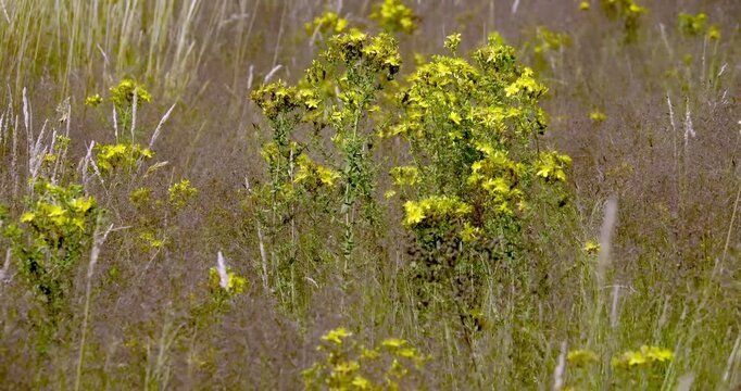 Miętnica (Agrostis L.) kołysząca się na wietrze wraz z kwitnącym dziurawcem (Hypericum perforatum L.).
Piękno falującej letniej łąki w popołudniowym słońcu to bogactwo traw, kwiat&oacute;w i kształt&oacute;w,