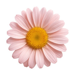 Radially symmetrical aster with soft pink petals and a yellow center.