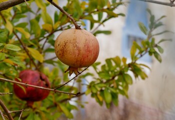 Granatapfelbaum in Südportugal