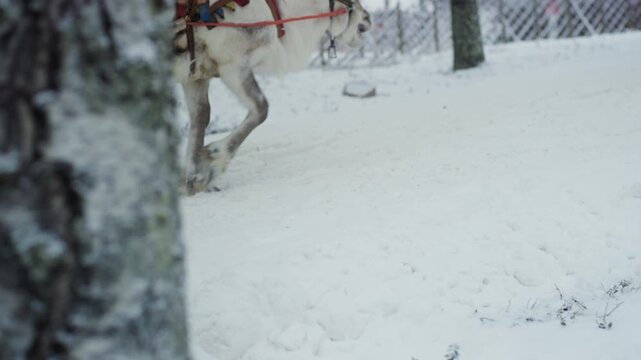 Footage of a reindeer with traditional harnesses pulling a sled behind him up a hill, snow everywhere. High quality video. 4K.