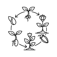 Outline icon illustrating the complete life cycle of a plant or flower
