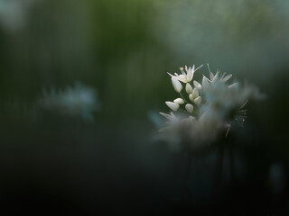 Artistic natural photo of a blooming wild garlic flower on the right side with soft blurred green background gentle corner light and space for text suitable for culinary herbal and botanical themes