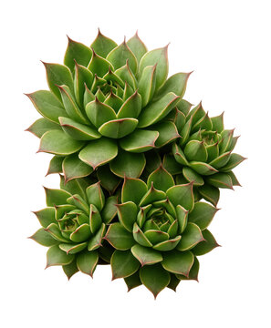 Sempervivum tectorum, also known as hen and chicks, features compact rosettes and pointed