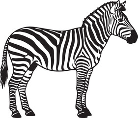 Fototapeta premium Zebra