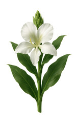 Obraz premium Fragrant white ginger lily featuring delicate petals and a tall, leafy stem.