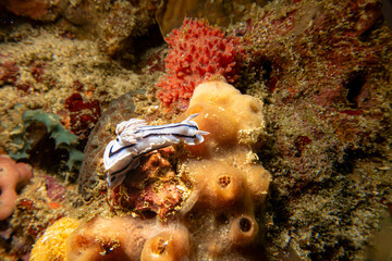 The image features a Chromodoris lochi, a species of sea slug, or nudibranch, found in the western Pacific Ocean. 