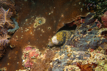 Two snowflake moray eels, Echidna nebulosa, peering out from a coral reef crevice by Verde Island, Philippines