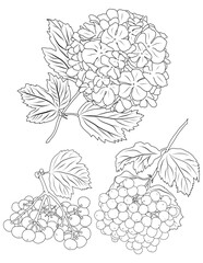 Viburnum flower and berries pen-and-ink
