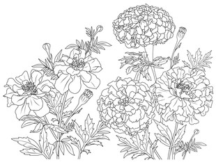 Africam Marigolds double and simple