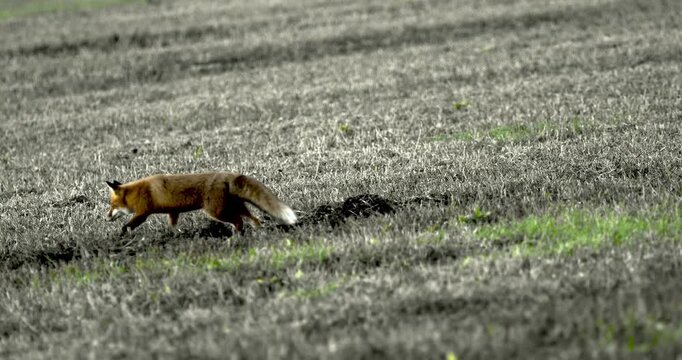 Lis rudy, znany r&oacute;wnież jako lis pospolity (Vulpes vulpes), grasuje wieczorami po polach.
Lis rudy poluje gł&oacute;wnie na małe gryzonie, ale żywi się r&oacute;wnież zającowatymi, lisami grzebiącymi oraz owocami i