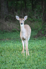 Young Deer Staring