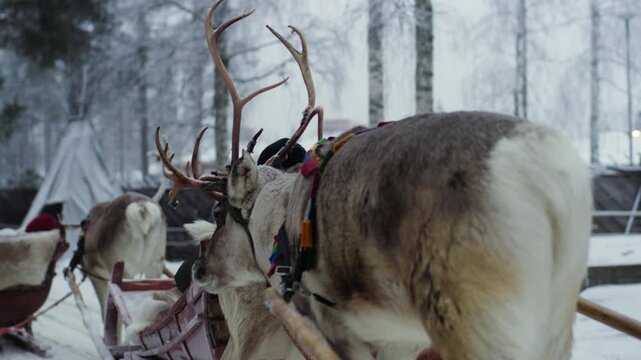 Footage showing a reindeer with large antlers, wearing traditional harness, tied to a sleigh, while another reindeer walks in front of it. Winter landscape. 4K.