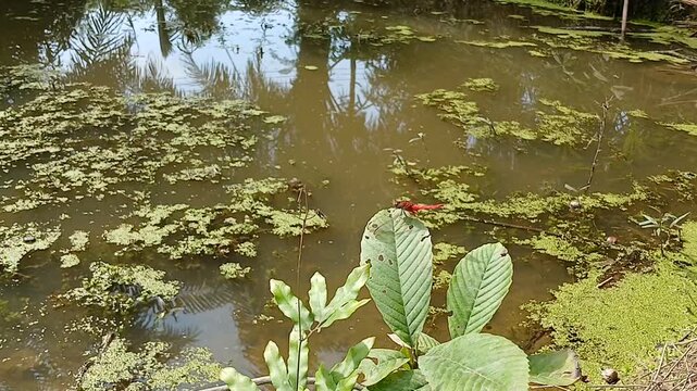 A short, peaceful nature video featuring a vibrant red dragonfly resting on a small plant at the edge of a still, overgrown pond. The water is covered with green aquatic plants. 4