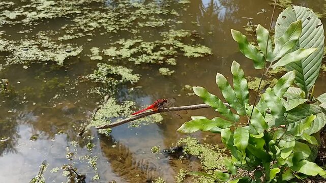 A short, peaceful nature video featuring a vibrant red dragonfly resting on a small plant at the edge of a still, overgrown pond. The water is covered with green aquatic plants. 6