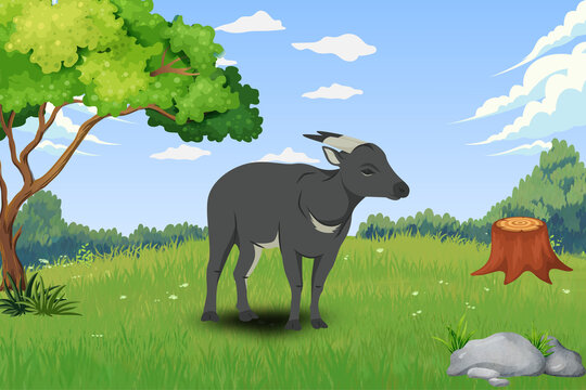 Dwarf Buffalo in the Meadow