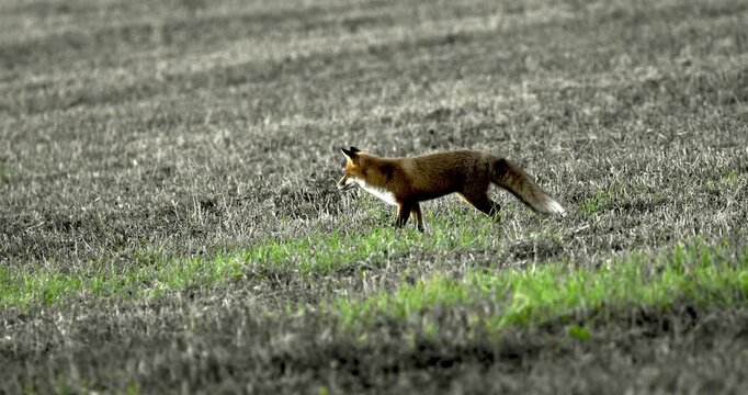 Lis rudy, znany r&oacute;wnież jako lis pospolity (Vulpes vulpes), grasuje wieczorami po polach.
Lis rudy poluje gł&oacute;wnie na małe gryzonie, ale żywi się r&oacute;wnież zającowatymi, lisami grzebiącymi oraz owocami i