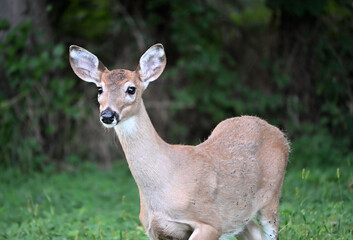 Young Deer Staring