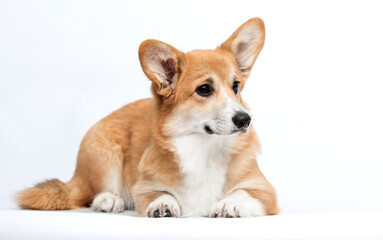 Red and White Pembroke Welsh Corgi Dog Lying Down and Looking to the Side, Isolated on White.