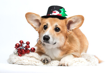 Cute Corgi in Snowman Hat Lying Down with Red Christmas Berries.