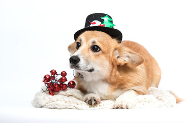Festive Corgi Dog in Snowman Hat Lying with Christmas Berries on White Background.