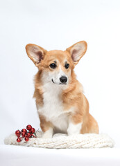 Festive Red Corgi Dog Sitting on Knitted Scarf with Christmas Berries