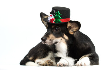 Attentive Black and Tan Corgi Puppy in Christmas Snowman Hat Lying Down on White.
