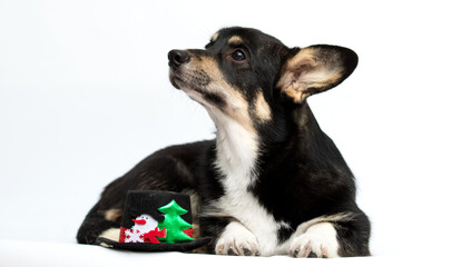Black and Tan Corgi Puppy Lying Down with Snowman Hat, Looking Up.