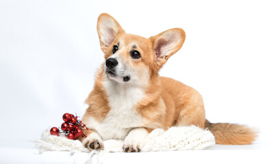 Cute Red Corgi Lying Down on a Knitted Blanket with Christmas Berries.