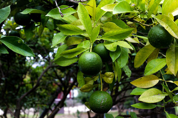 Green Citrus Fruit Growing on Tree Branch