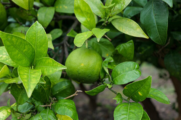 Green Citrus Fruit Growing on Tree Branch