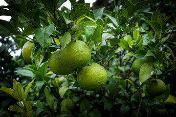 Green Citrus Fruit Growing on Tree Branch