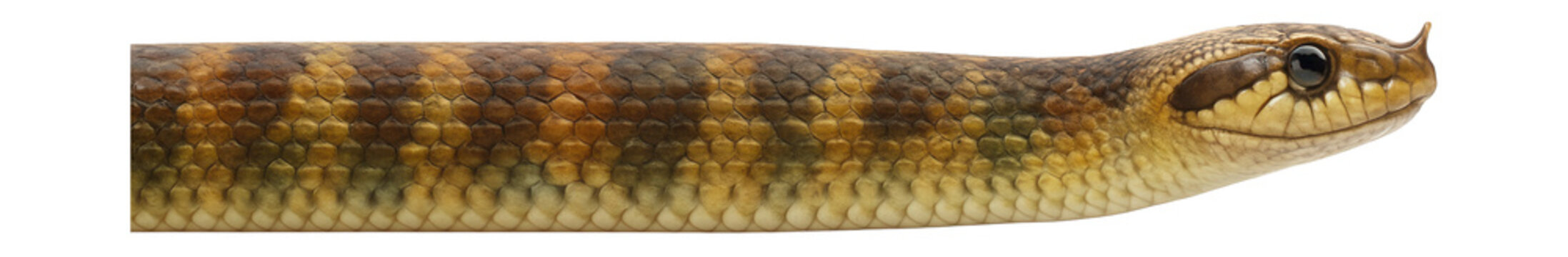 Eastern hognose snake featuring a distinctive upturned snout and varied colors.
