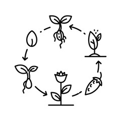 Plant life cycle diagram showing seed germination and growth stages