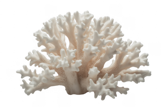 White branching coral specimen isolated on a transparent background