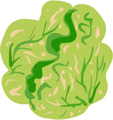Salade iceberg Illustration vectorielle colorée d'un fruit  ou d'un légume.. Parfait pour jus, smoothies, cocktails, emballage de produits estivaux ou recettes de cuisine..