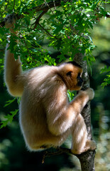 Yellow Cheeked Gibbon Sitting