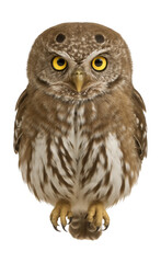 Obraz premium Small northern pygmy owl featuring unique false eyespots on the back of its head.