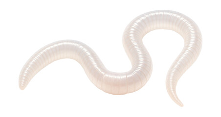Fototapeta premium Translucent juvenile earthworm with an underdeveloped clitellum.