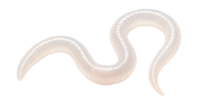 Translucent juvenile earthworm with an underdeveloped clitellum.